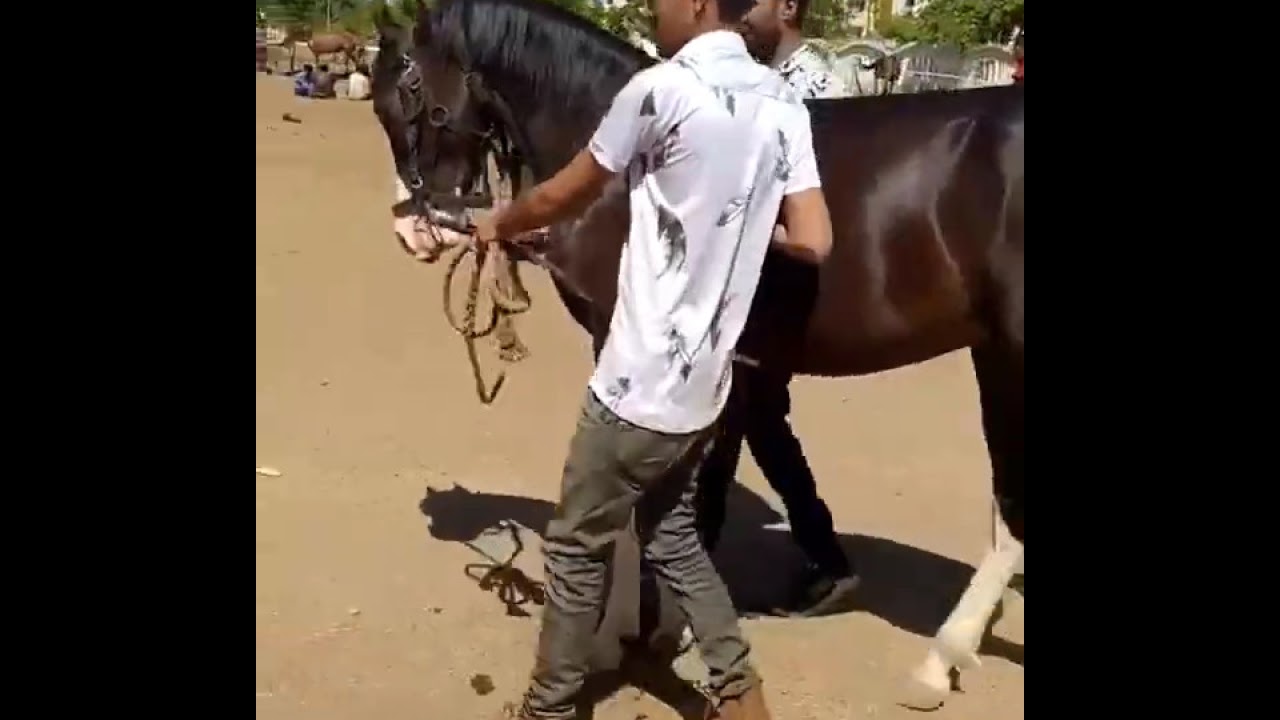 Kathiyawadi horse Ring Show || Kathiyawadi horse video ||Amreli police || Indian horse video