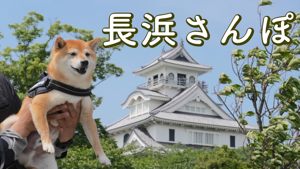 【犬とお出かけvlog】長浜さんぽ 犬連れで食べ歩きと観光（滋賀）