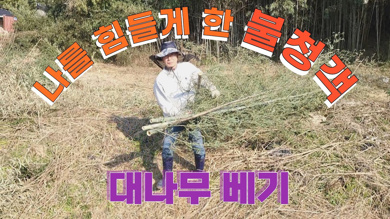 (삶9) 귀향을 위한 준비 대나무가 무성해 버린 밭 포크레인 작업을 위해 대나무 베기
