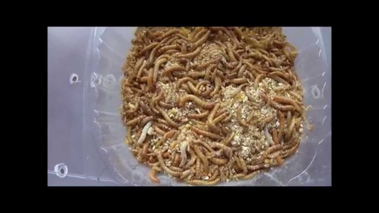 Como hacer un cultivo de gusano de harina (Tenebrio Molitor). Rápido, fácil y económico.