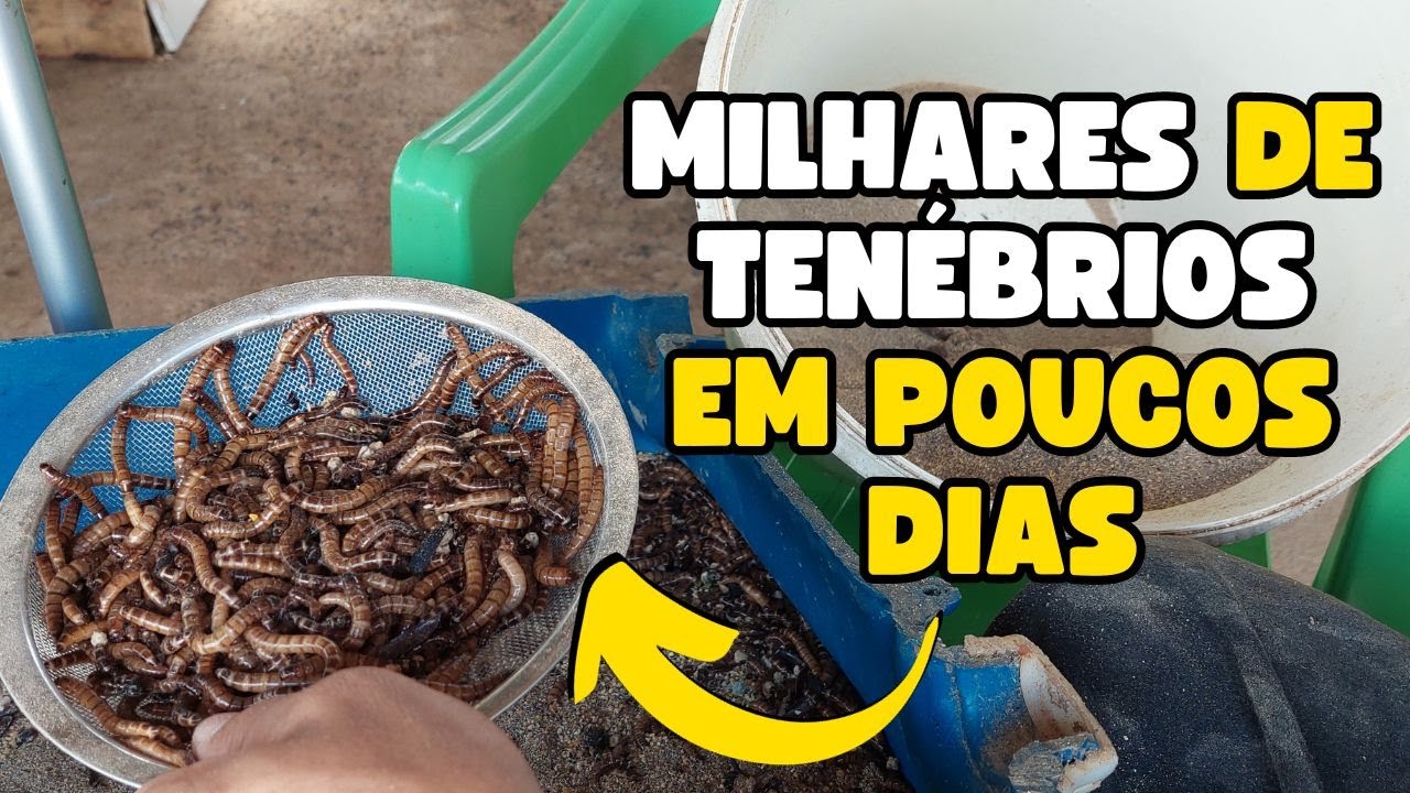 Paso a Passo - Como criar tenébrio gigante 100% e ter bons resultados