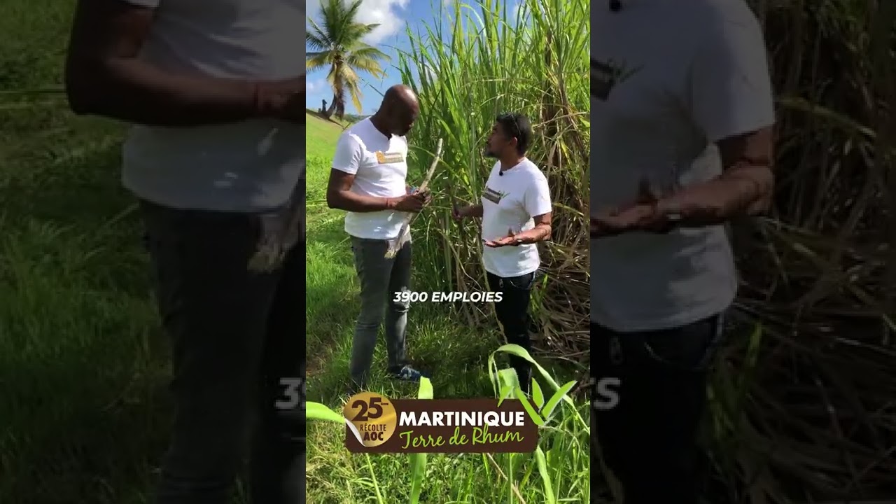 AOC Martinique - D&eacute;couverte du savoir-faire (&Eacute;pisode 3)