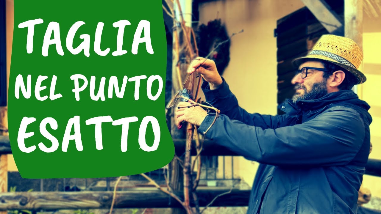 POTARE la VITE: come fare i TAGLI nel PUNTO giusto (se sbagli, si secca la pianta)