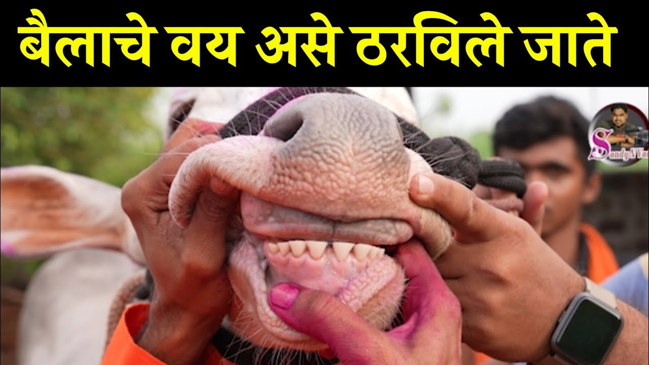 बैलाचे आदत  वय असे ठरविले जाते |aadat| आदत