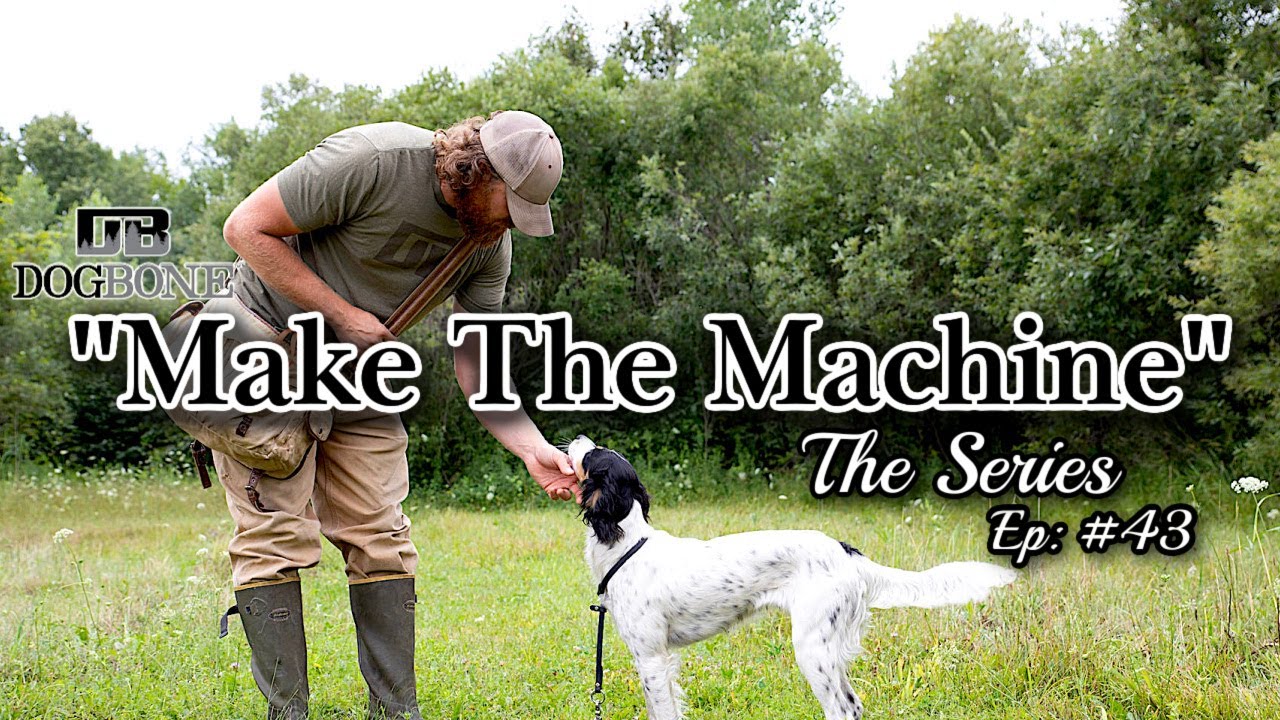 Bird Dog Woah Training Without Shock Collar: 