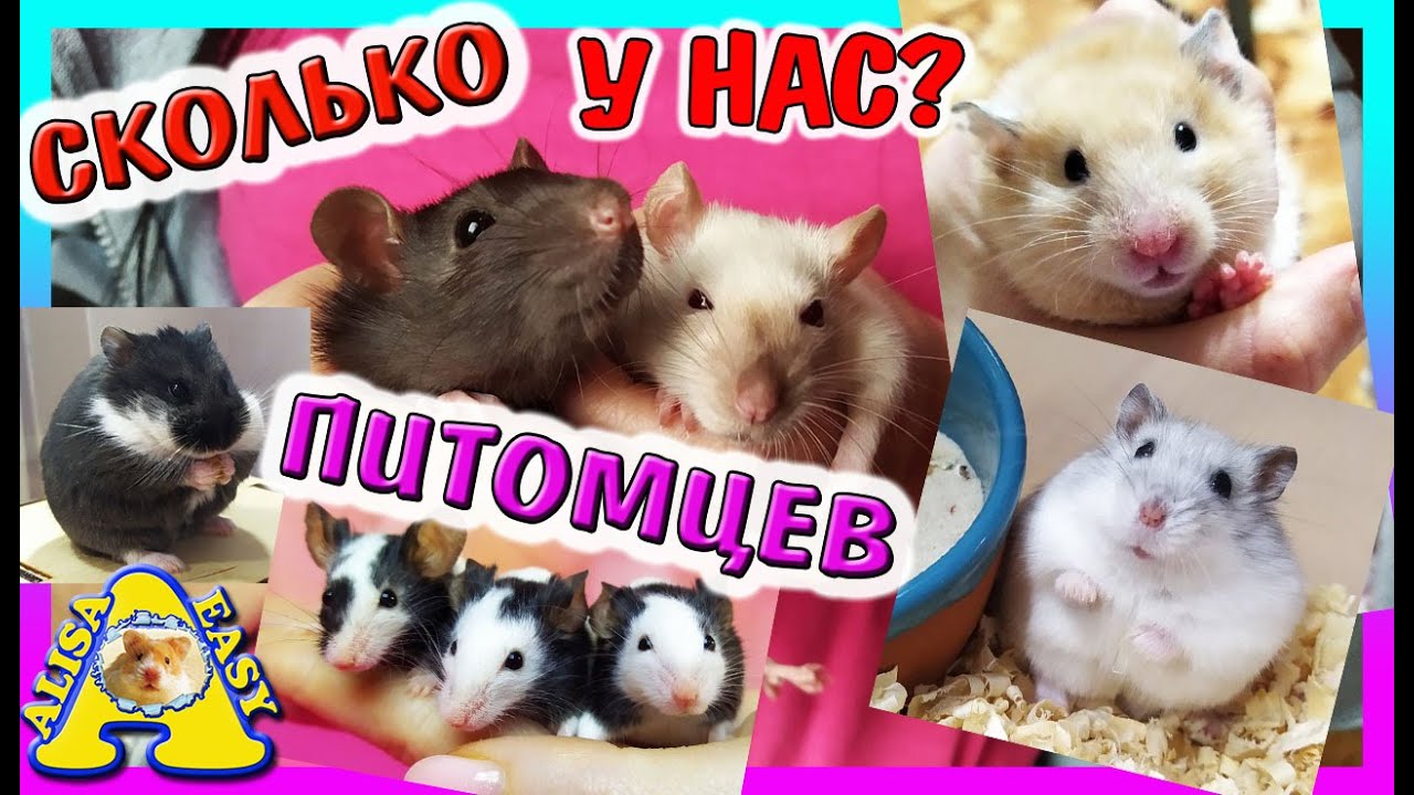 СКОЛЬКО у нас ЖИВОТНЫХ? / Хомки, морские Свинки, Крысы, Японские мыши, Кот  / Alisa Easy Pets