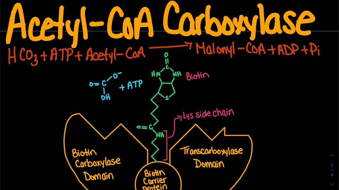 Acetyl-CoA Carboxylase | Biochemistry