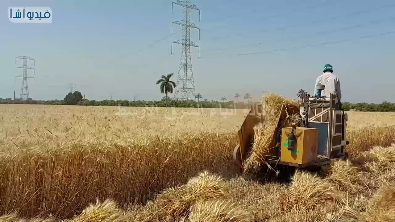 إستخدام الميكنة الزراعية في حصاد القمح بالقليوبية