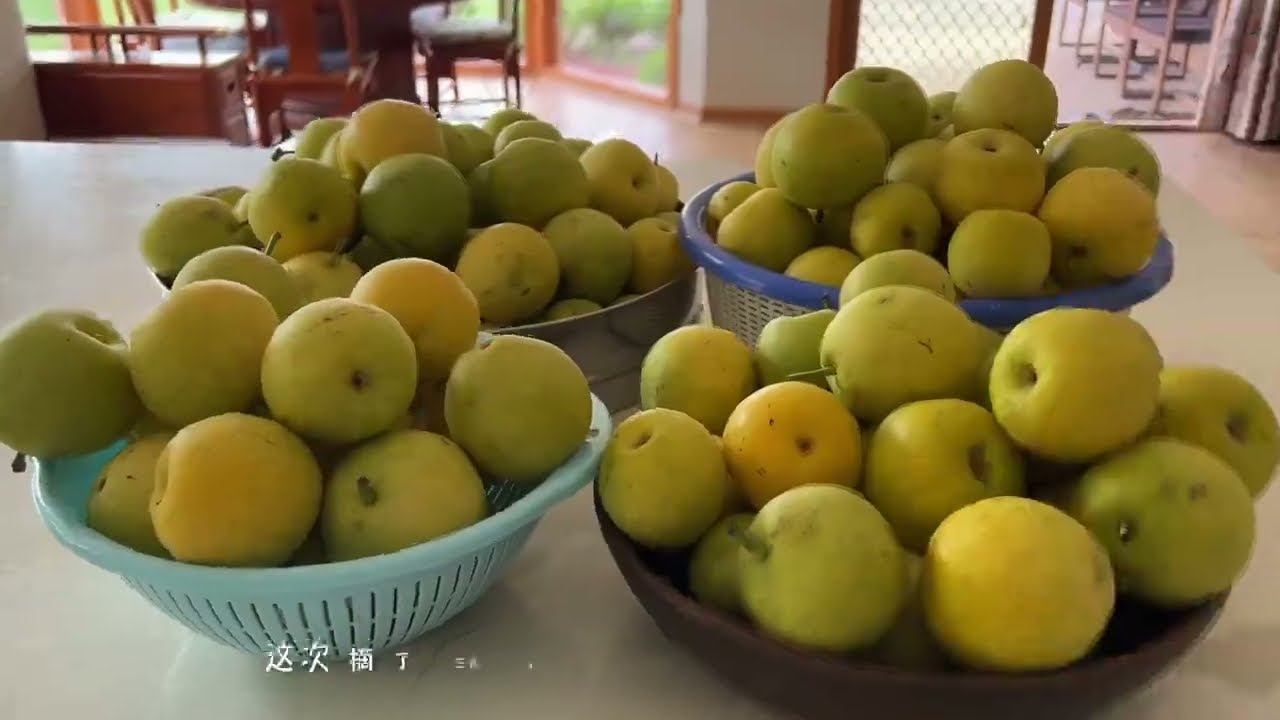 梨子大丰收啦！粗法制做秋梨膏，存下的梨子汤料，一年四季随吃随取。