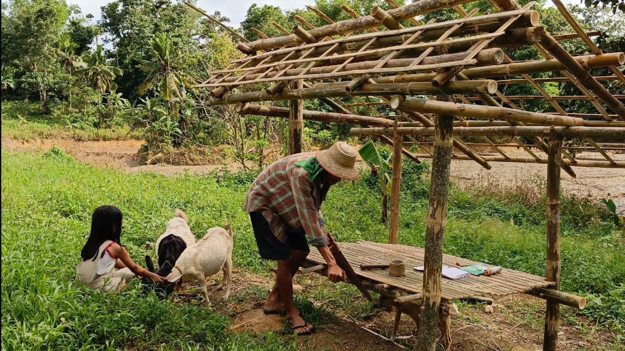 Mini Goat Shelter Build: Amazing Moments & Unexpected Surprises Caught