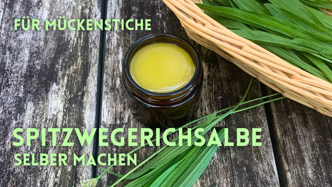 Spitzwegerich-Salbe selbst gemacht | Bei Mücken- und Gelsenstichen