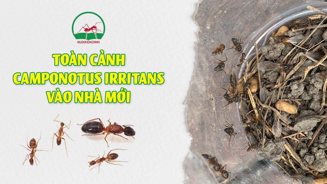 Nuôi Kiến Cảnh | Toàn Cảnh Camponotus Irritans Bắt Ngoài Thiên Nhiên Dời Vào Tank Mới