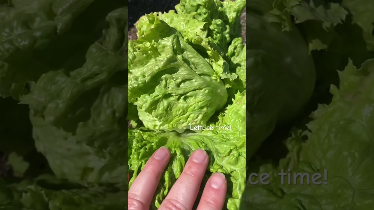 One of our first lettuce harvest, this was about 7 years ago! 