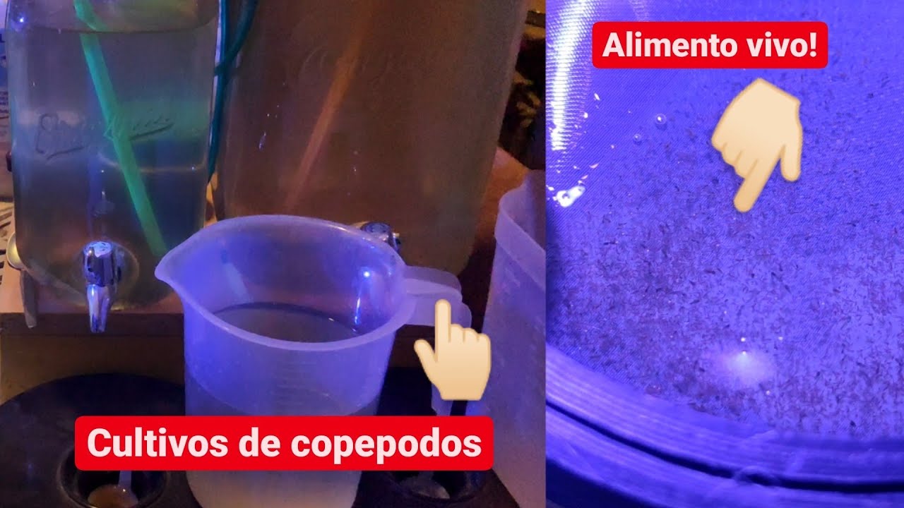Cultivo de Copepodos Casero | Alimento nuestros peces | Os enseño mis cultivos