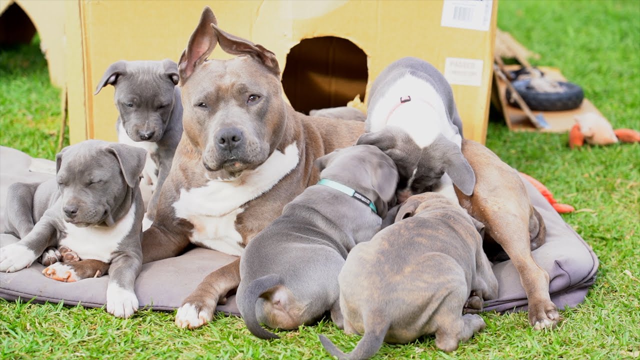 ☀️ Good vibes in the backyard — Kaia relaxes while her 49-day-old pups scramble, play, & feed.  🐾💙