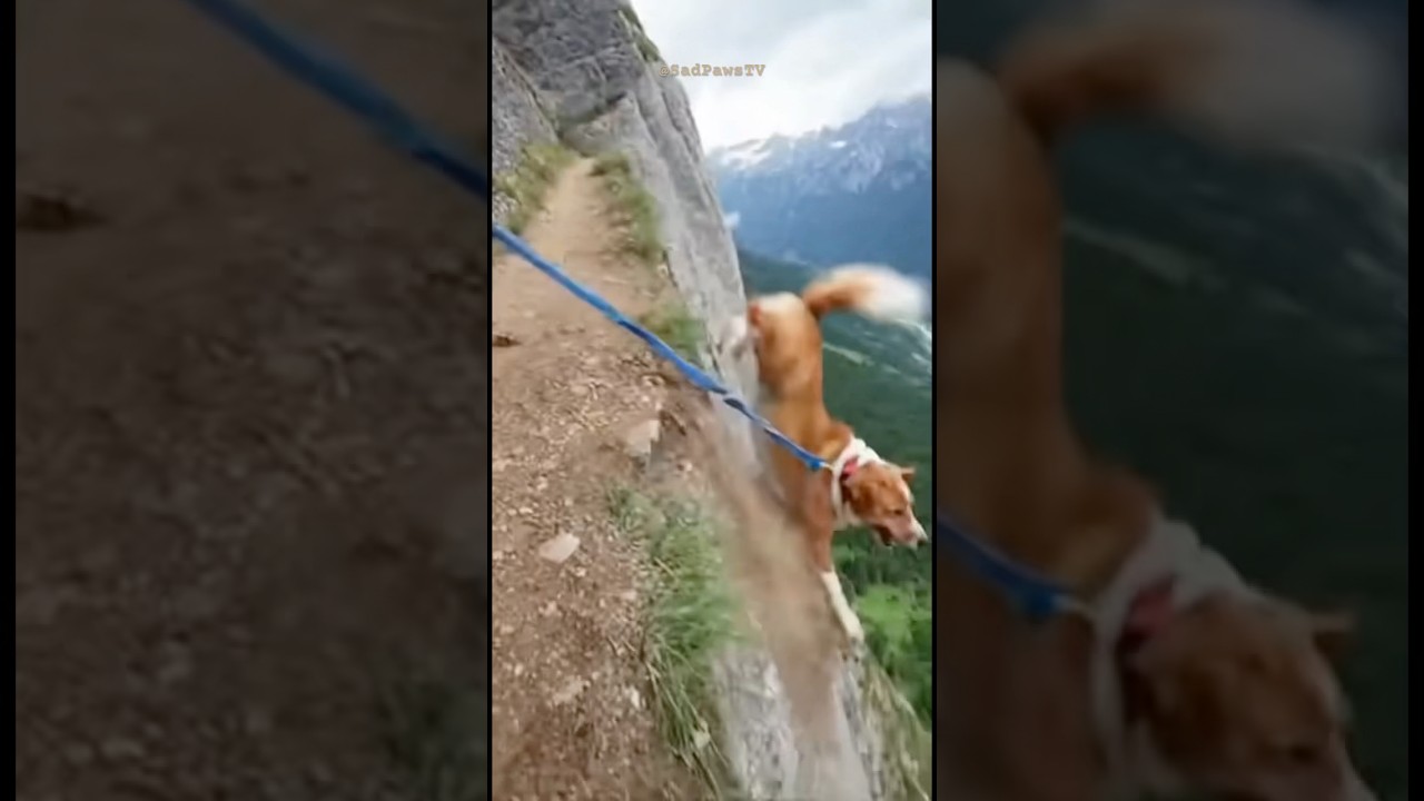 Dog saved from falling off cliff 