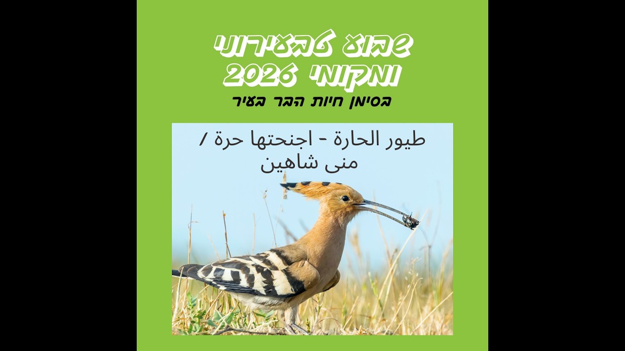 طيور الحارة - اجنحتها حرة / منى شاهين