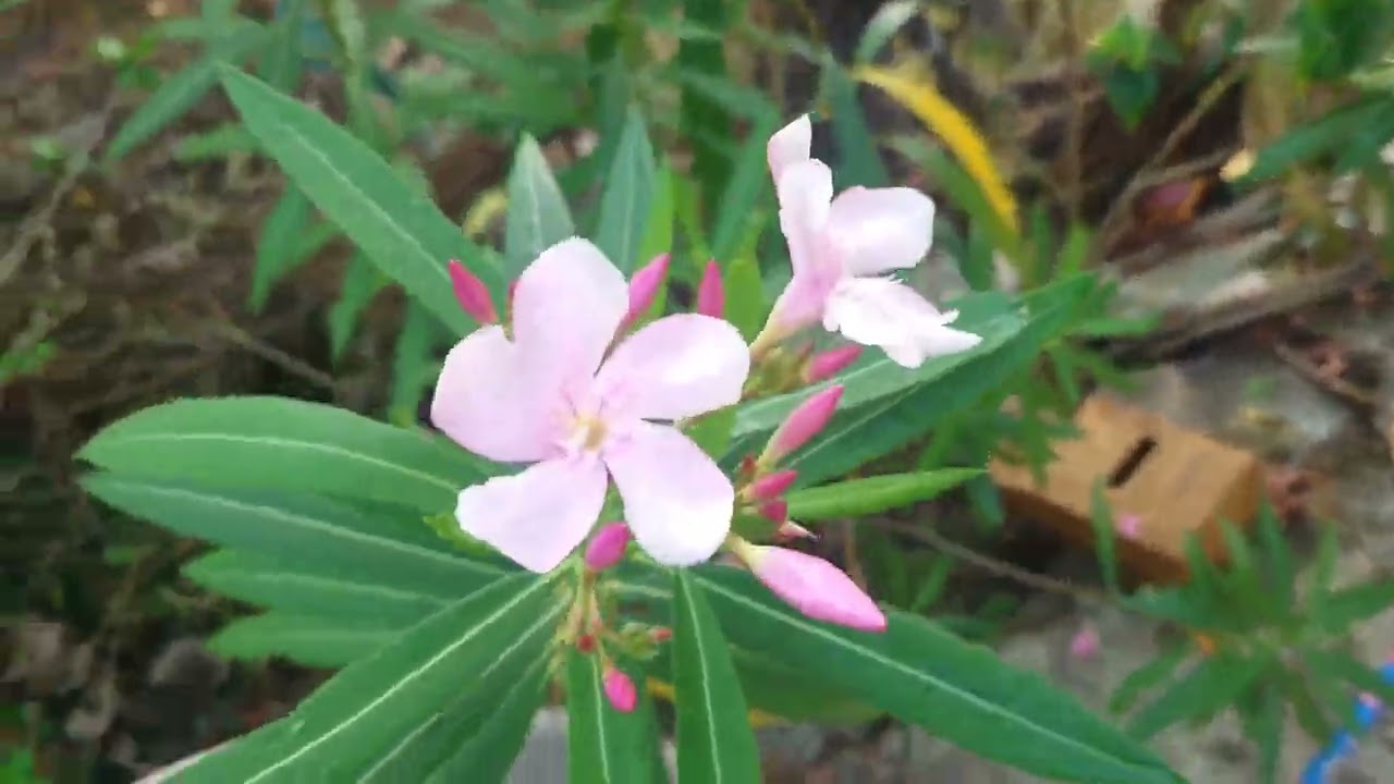 #Oleander plant#Kaner flower #Ghar par ugaye kai Type Ke Kaner