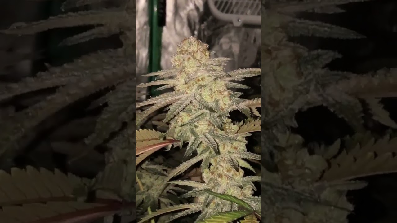 Huge harvest!! Over one pound 4X4 tent. Capulator- Mac Stomper
