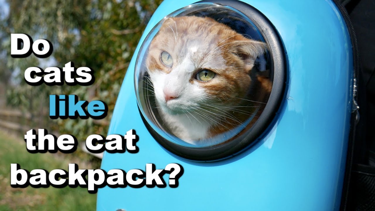 My Cats Review The Cat Backpack (aka the Space Capsule Carrier) 🐱🎒