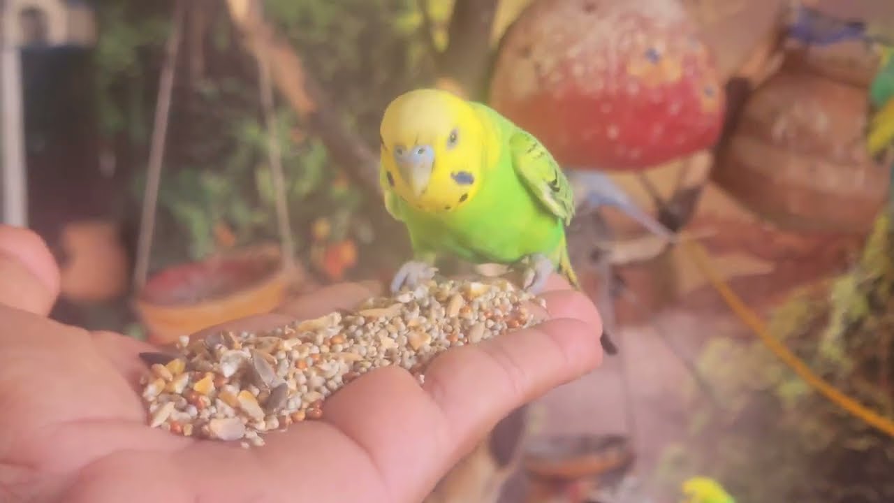 Budgies Taking Food on Hand – Wow! Cute & Trusting Budgies 🐦✨Description: