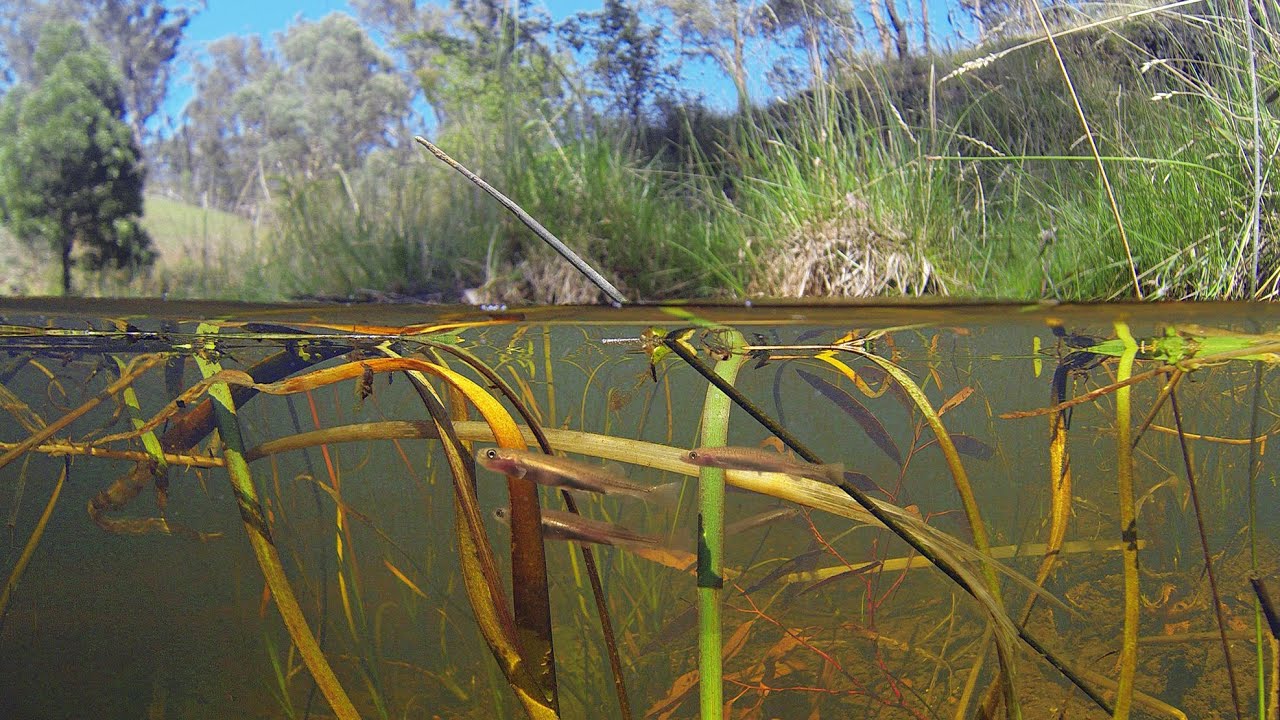 Native Fish: Ornate Galaxias (Galaxias ornatus), Wallan, Victoria