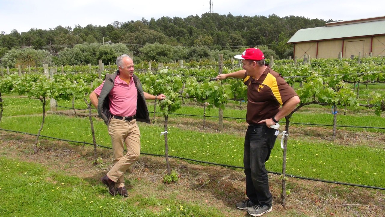 Disease resistant grape varieties