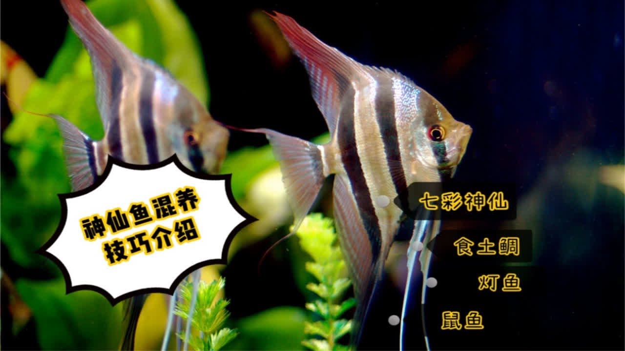 神仙鱼可以和哪些鱼混养？哪些又不行？