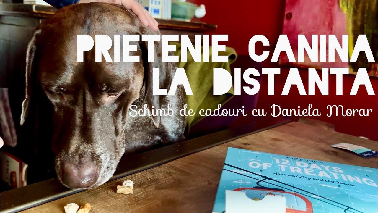 Vlog special de sărbători 🎄 | Schimb de cadouri pentru căței 🐕 cu Daniela Morar (Dani_prin_lume)🎁
