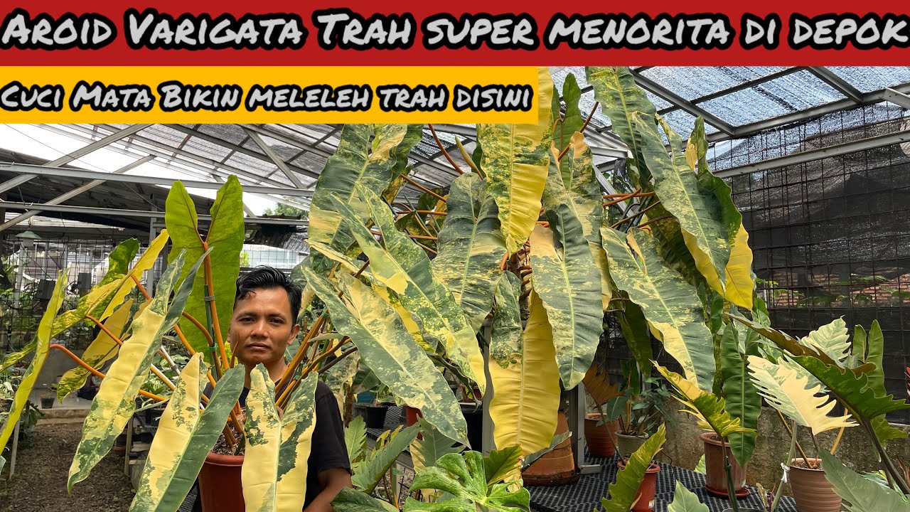 AROID VARIGATA TRAH SUPER MENORITA DI DEPOK⁉️