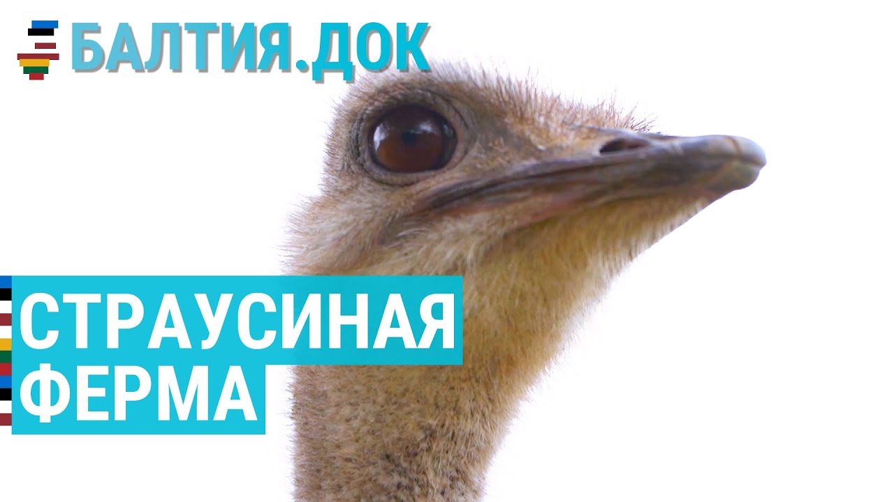 Ферма африканских животных в Латвии | БАЛТИЯ.ДОК