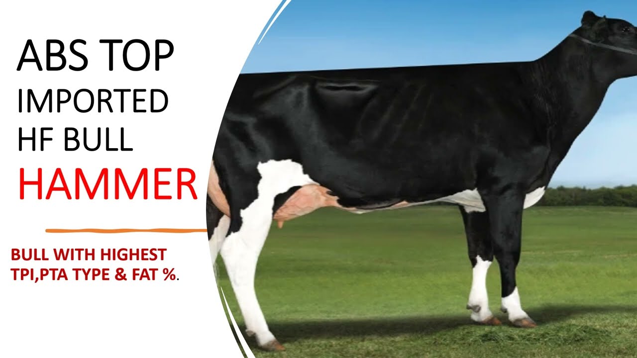 #HAMMER ABS TOP IMPORTED BULL WITH HIGHEST TPI &  FAT % |#genomicbull #abs #IMPORTEDBULL |