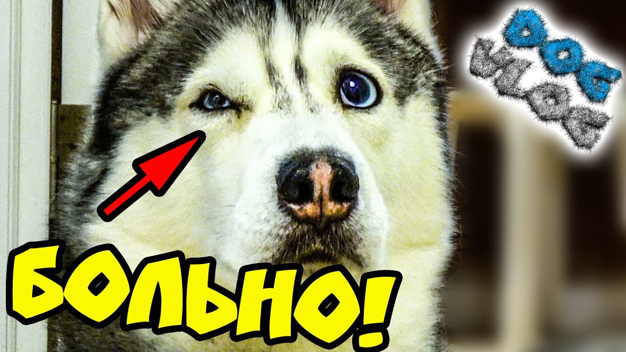 DOGVLOG: ХАСКИ УКУСИЛИ ЗА ГЛАЗ! КЛИП ИЗ ВИДЕО ПОДПИСЧИКОВ. Говорящая собака