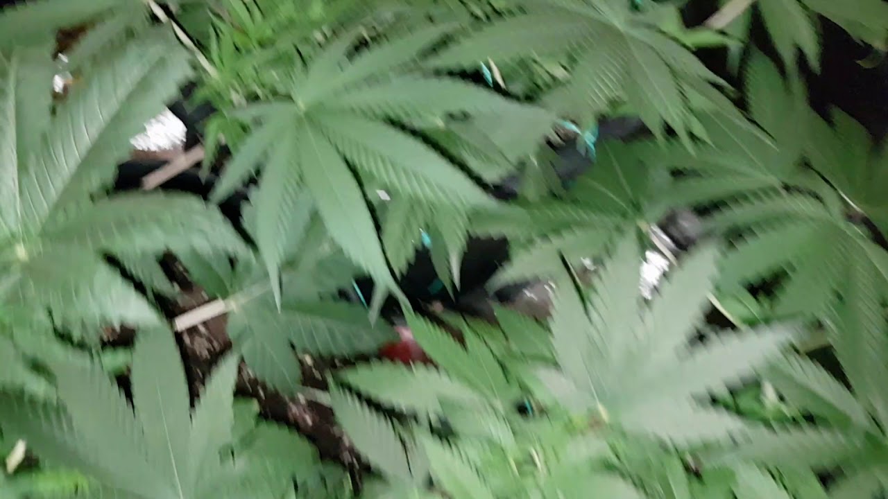 Eleven Roses Delicious seeds veg day 49 week 7. Mark