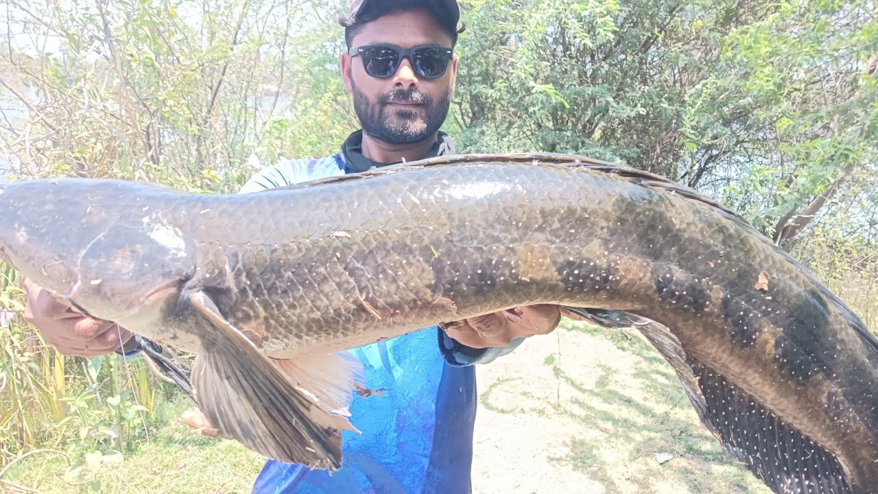 Snakehead fishing/ Maral fish/ Doki fishing