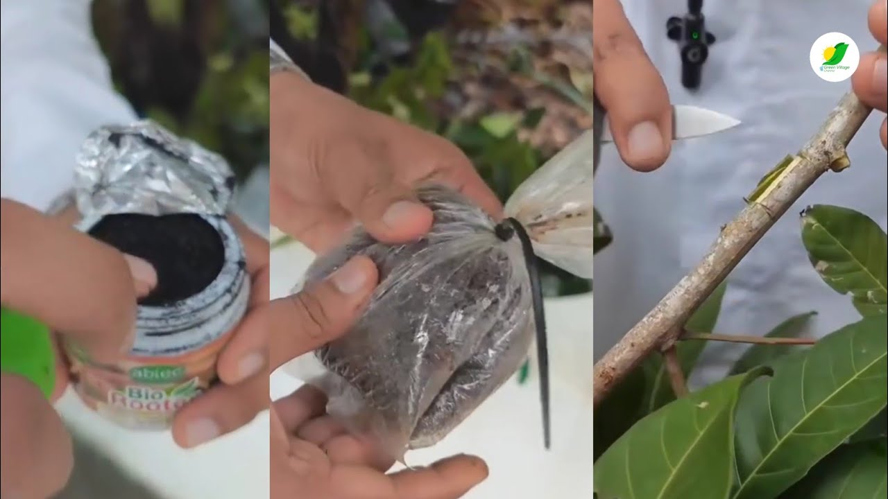 Easy way for air layering rambutan tree |  വളരെ എളുപ്പത്തിൽ വേരു പിടിപ്പിക്കാം. | episode 01