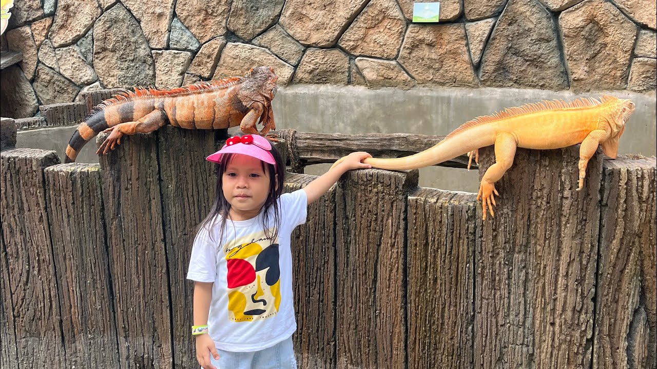 IGUANA ALBINO & MERAH