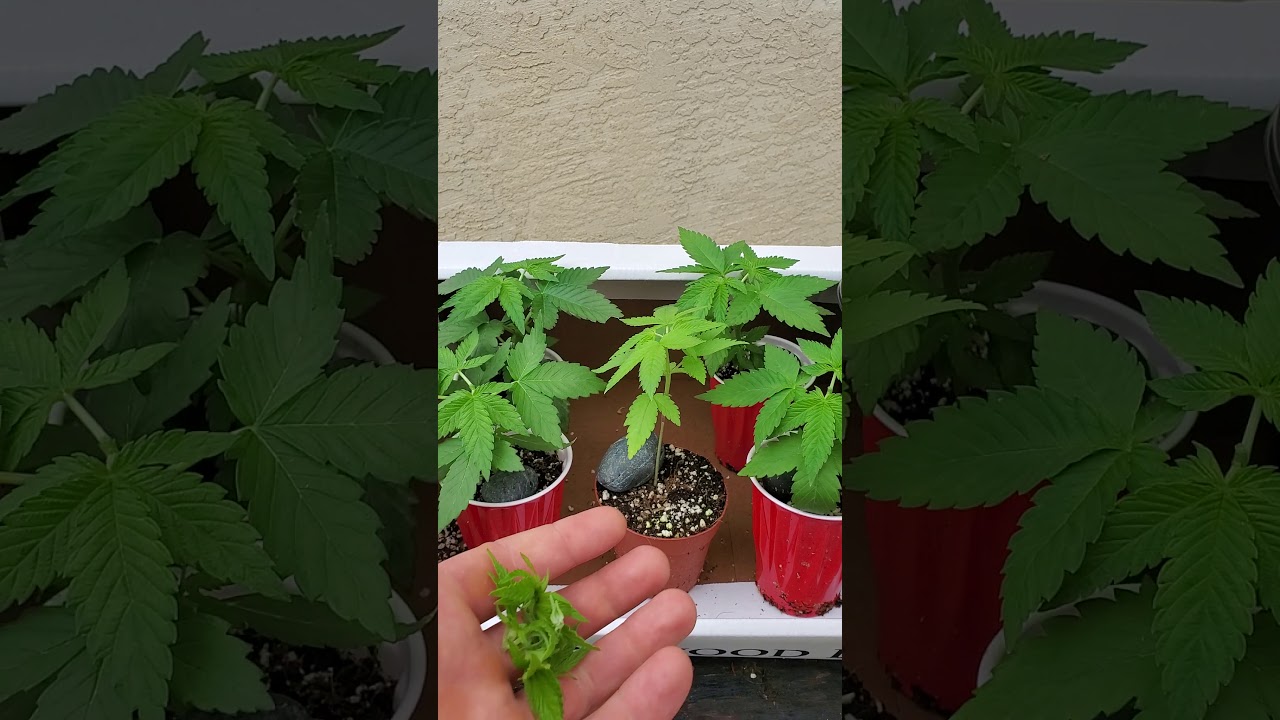 Outdoor cannabis grow Mystery strain day 25