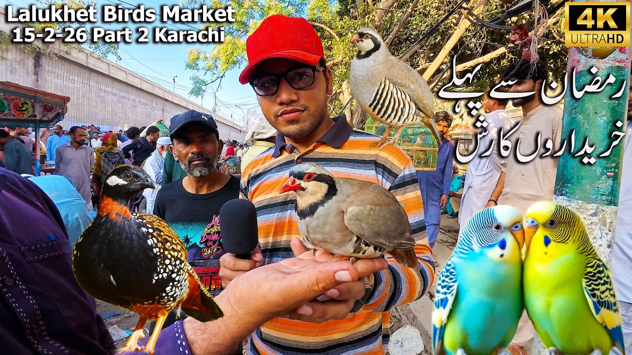 Lalukhet Birds Market 15-2-26 Part 2 Karachi Latest updates on all types of Birds and Parrots