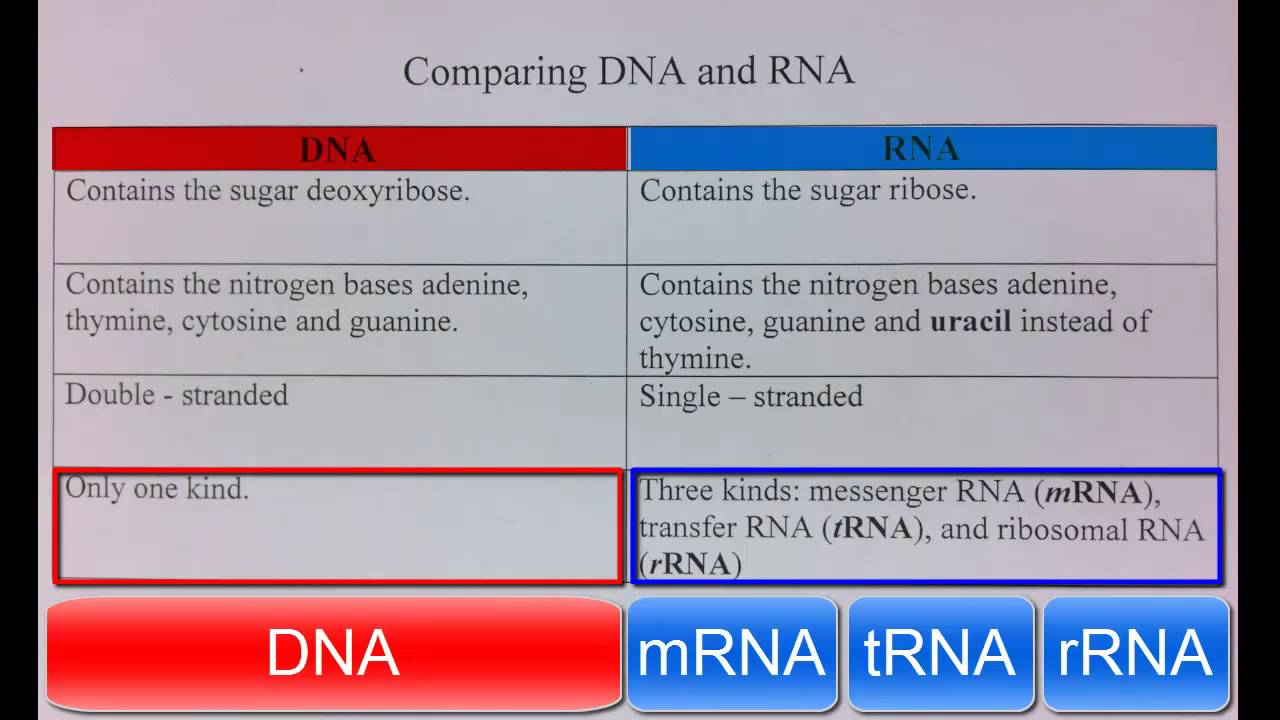 Comparison of DNA & RNA