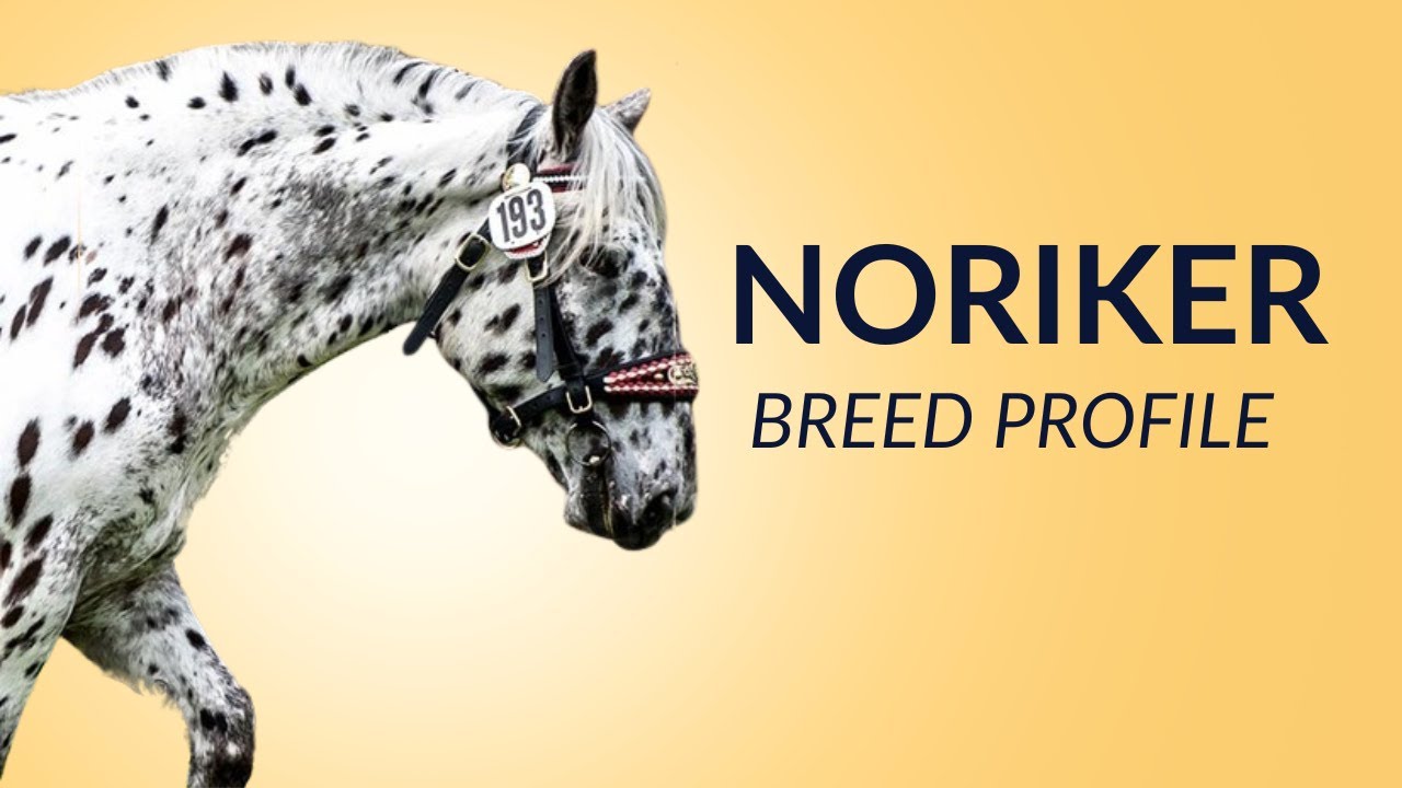 Noriker Horse Breed Profile History - Price - Characteristics - Training - Grooming