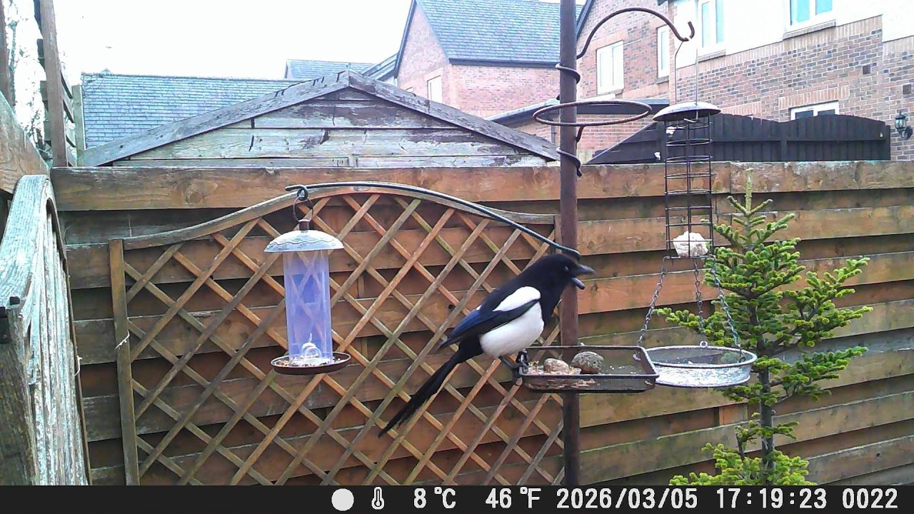 Garden Trail Camera 5th March 2026