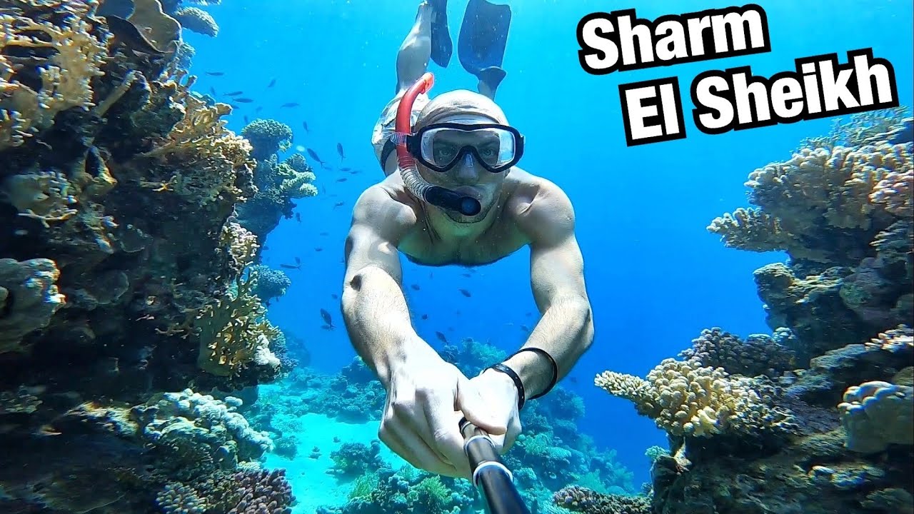 СНОРКЕЛИНГ В ЗИМНЕМ ШАРМ-ЭЛЬ-ШЕЙХЕ! Риф отеля Reef Oasis Blue Bay Resort, Египет.