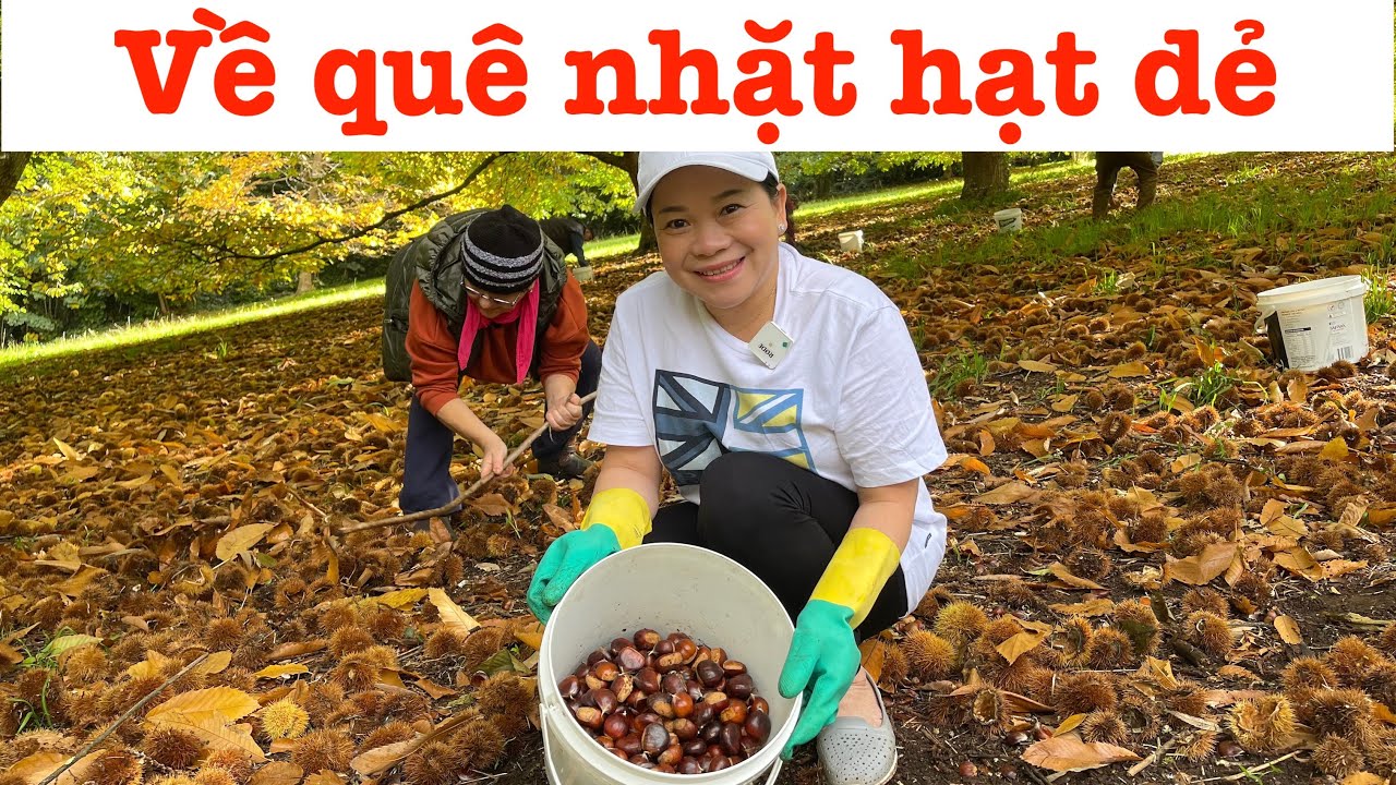 Cuộc sống Úc : Mùa hạt dẻ ở Úc. Hạt dẻ thì nhiều mà người nhặt thì ít