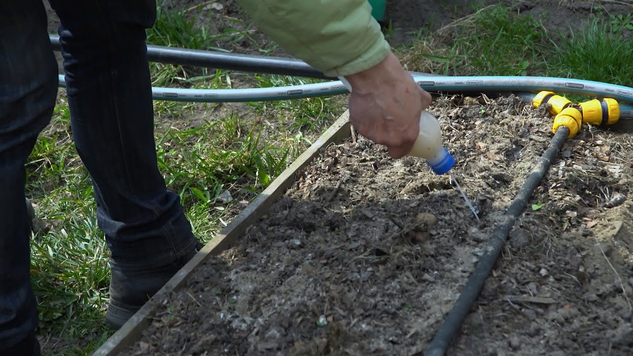 СУПЕР СПОСОБ ПОСАДКИ МОРКОВИ: прореживать не понадобиться, а всходы уже через три дня!