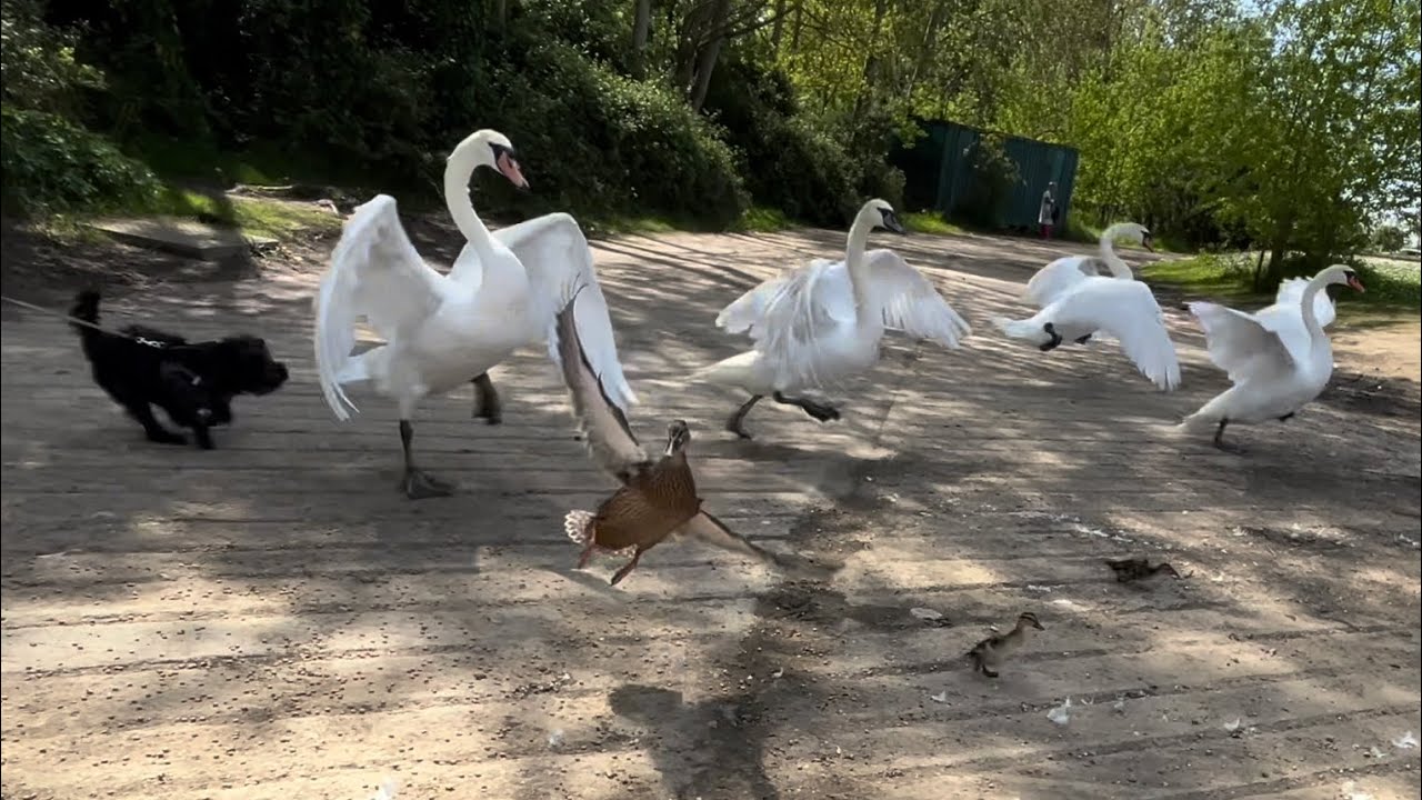 Do Not Be Like This Dog Owner...
