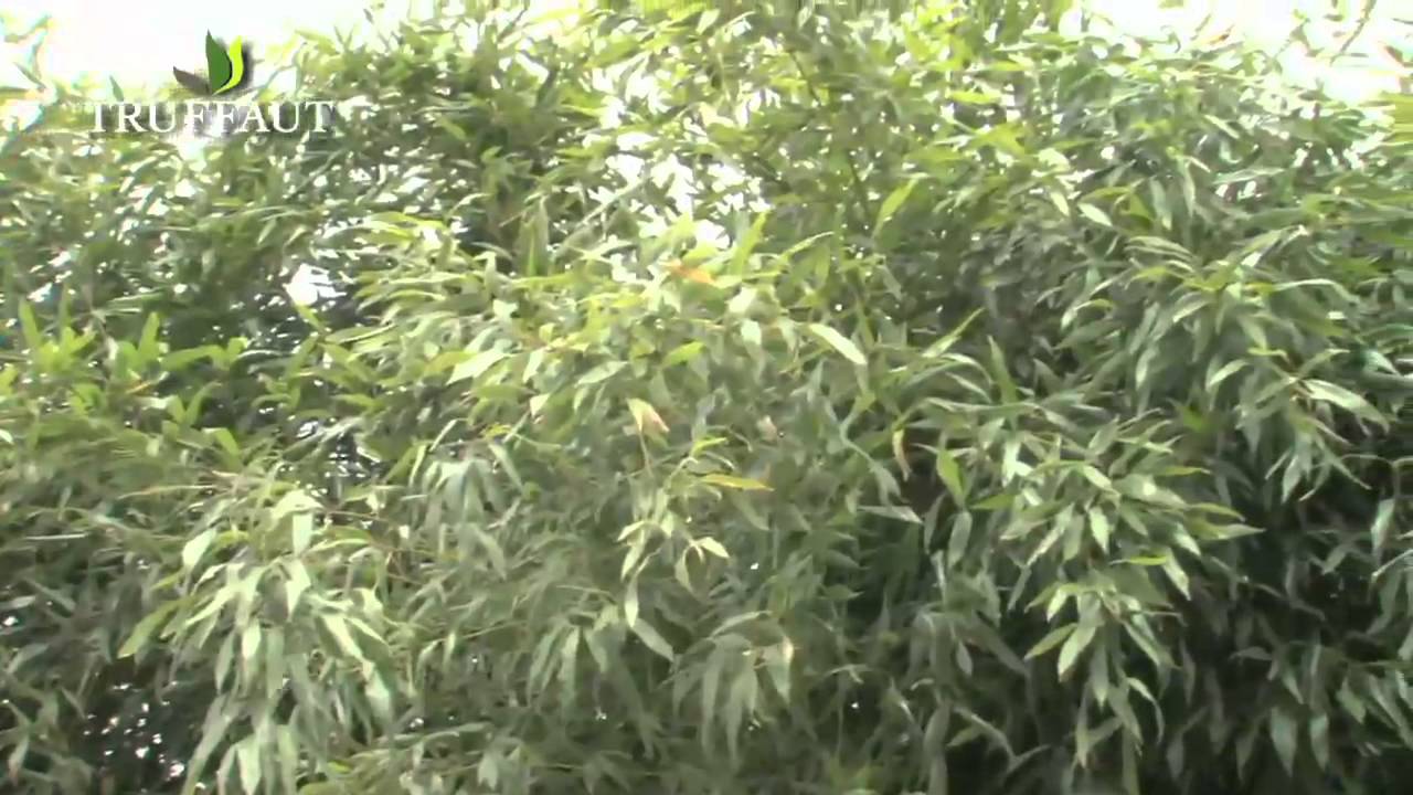 Un bambou dense et résistant : le Phyllostachys  bissetii - Truffaut