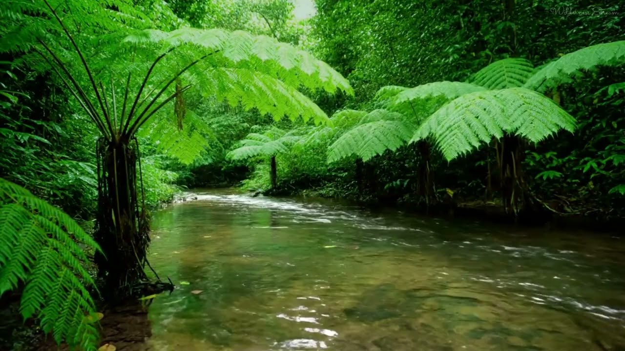 Natural Forest Birds & Smooth Stream Sounds for Deep Sleep, Relaxation & Focus