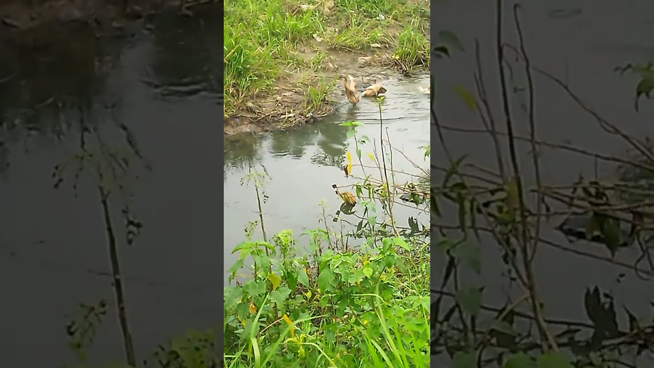 Lagi jalan pulang gak sengaja liat ada yg mandi di sungai#fypyoutube