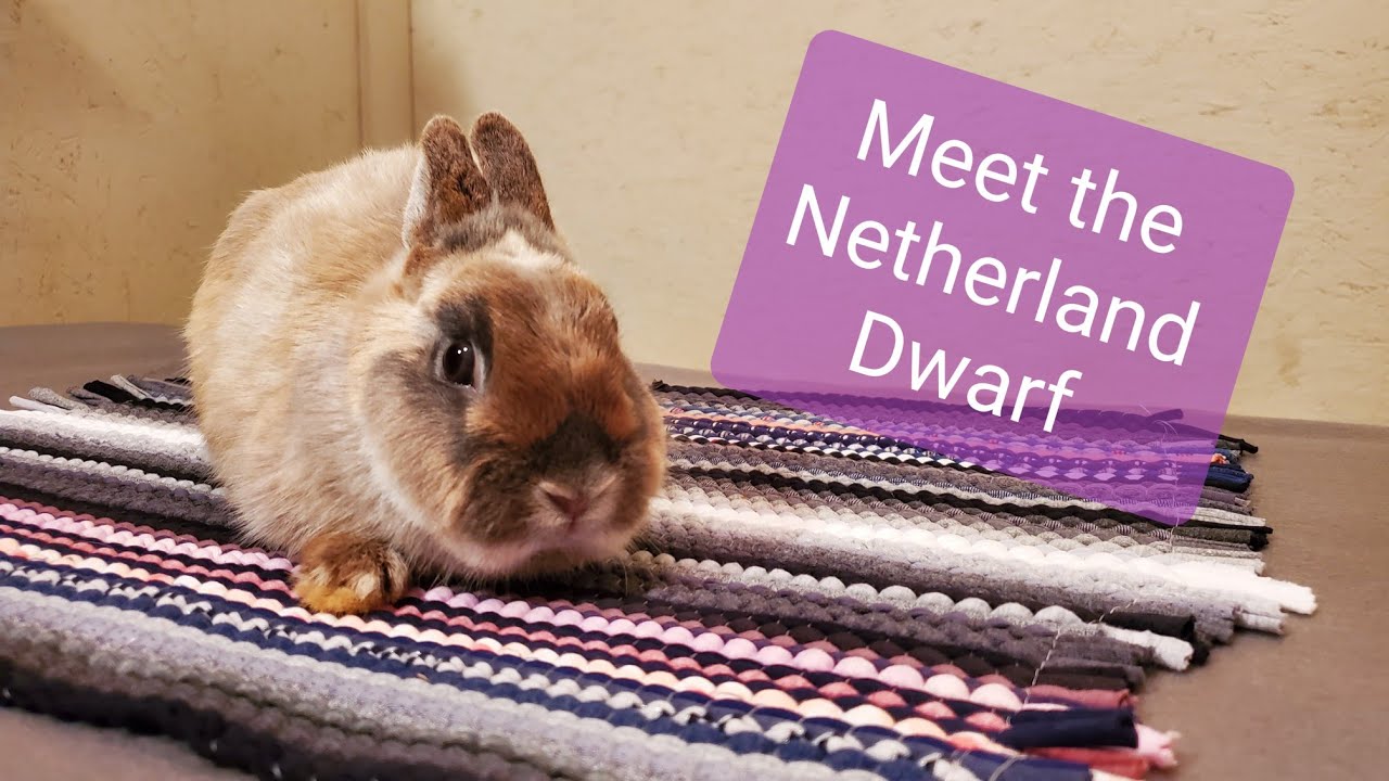 Meet the Netherland Dwarf rabbit